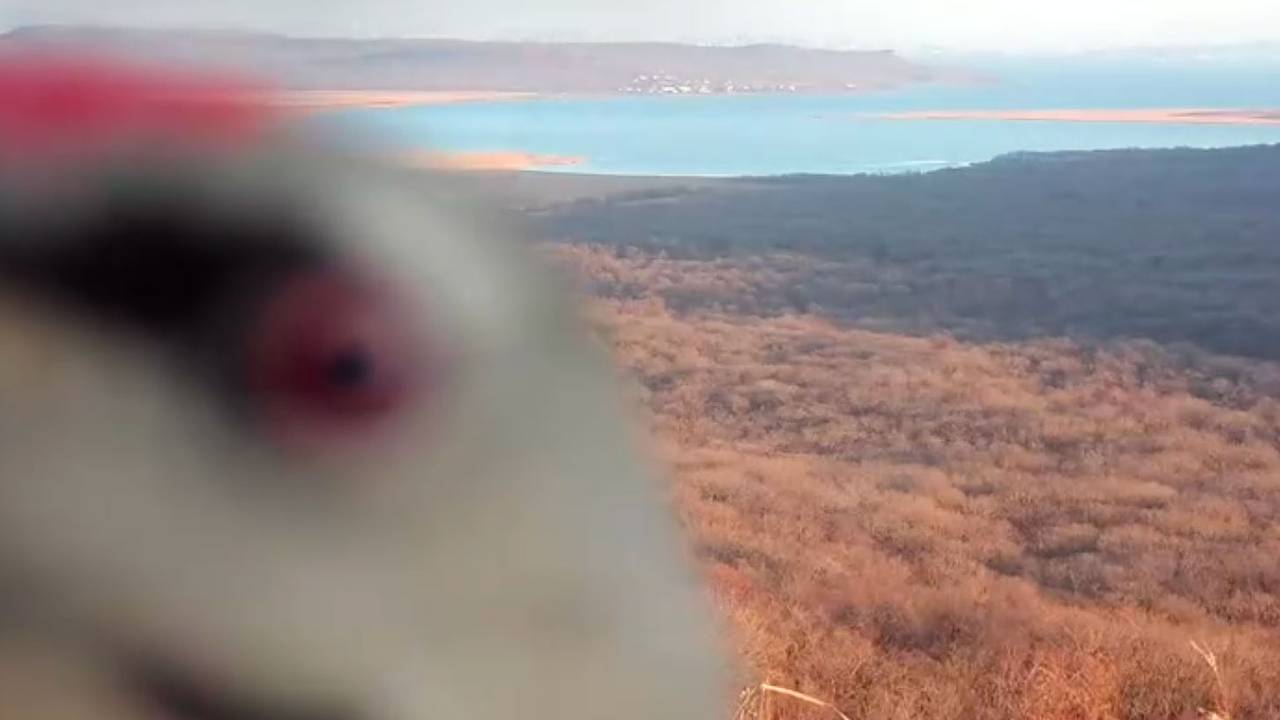 В Приморье нашли напавшего на фотоловушку седого вандала по ориентировке
