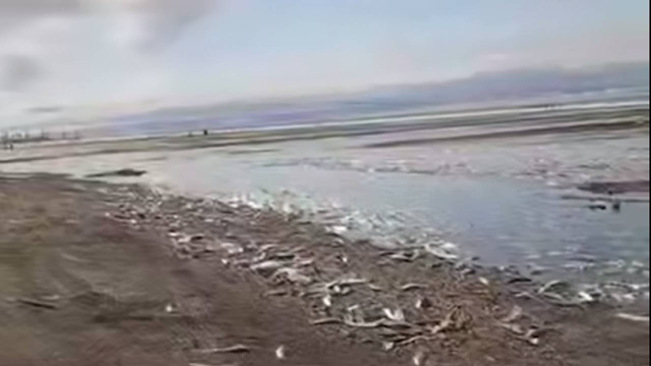 Селедочный апокалипсис в российском регионе сняли на видео