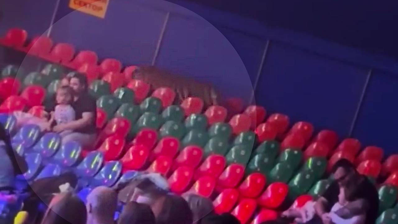 Родители закрыли собой детей от выпрыгнувшего тигра в российском цирке Родители закрыли собой детей от выпрыгнувшего тигра в российском цирке
