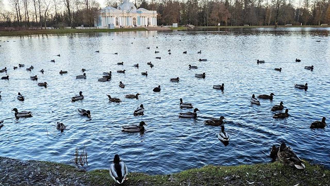 Турецкие туристы устремились в Санкт-Петербург из-за любви к Достоевскому
