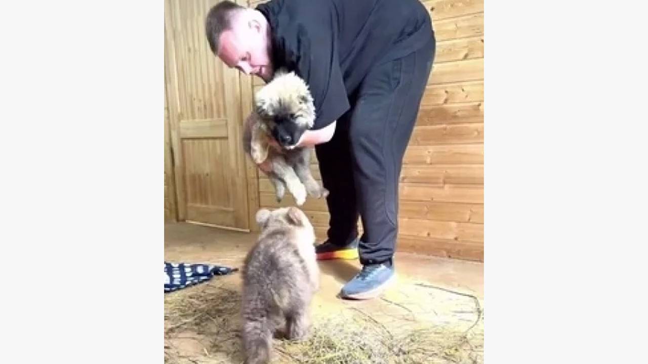 У маленькой медведицы Дыньки появился друг-щенок по кличке Арбузик