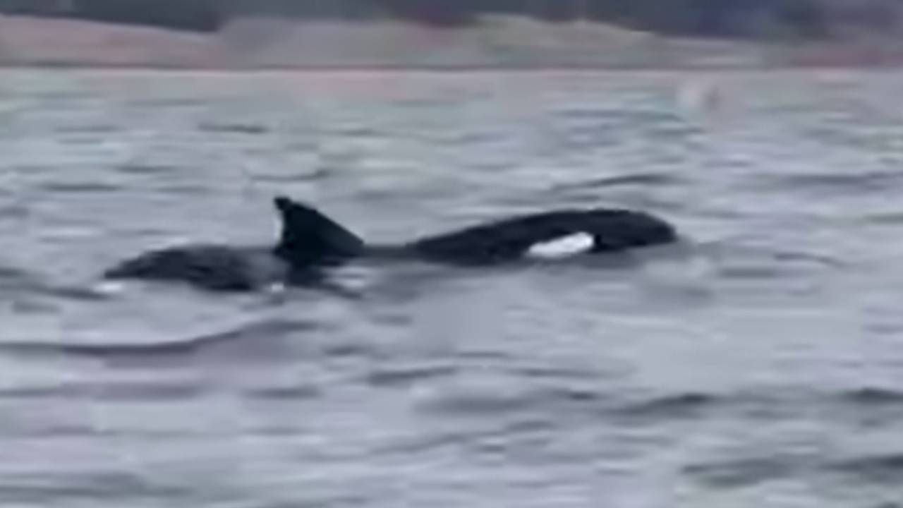 Импровизированное шоу косаток для туристов на Сахалине попало на видео Импровизированное шоу косаток для туристов на Сахалине попало на видео