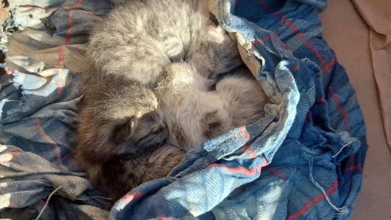В Дагестане спасли обнаруженных на чердаке под разрушенной крышей котят В Дагестане спасли обнаруженных на чердаке под разрушенной крышей котят