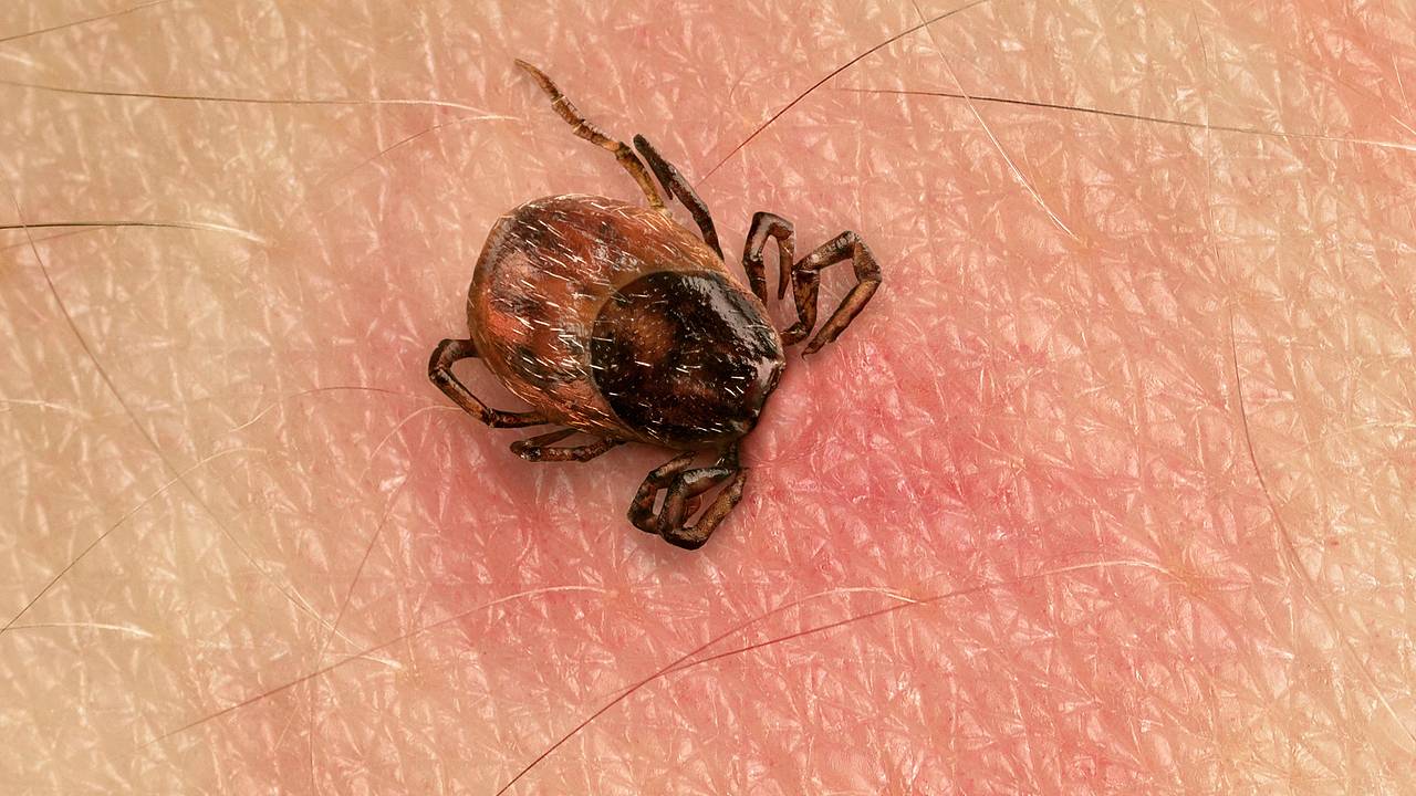 Перечислены признаки заражения после укуса клеща Перечислены признаки заражения после укуса клеща