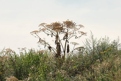Россиян предупредили о риске случайно купить семена опасного растения Россиян предупредили о риске случайно купить семена опасного растения