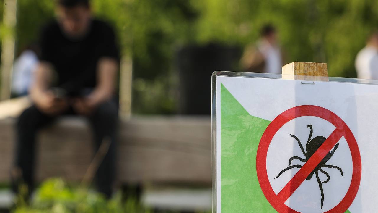 Россиянам рассказали о действиях при укусе клеща на природе