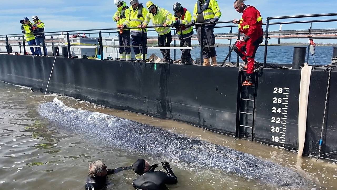 Застрявший кит Тимми уплыл в море
