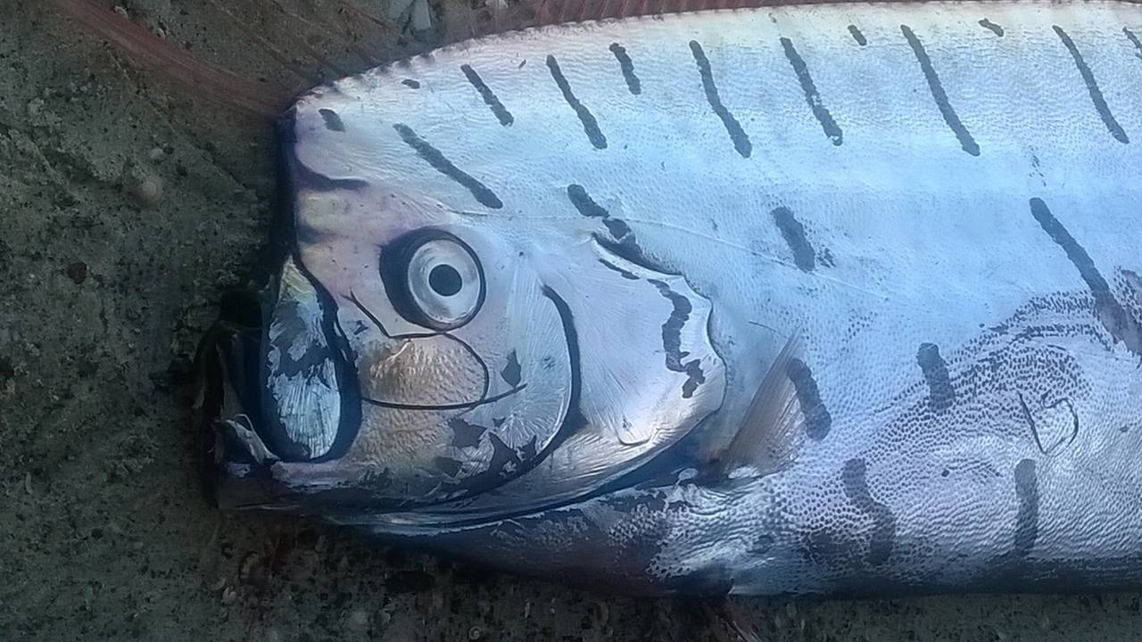 Предвестника катаклизмов длиной 2,5 метра вынесло на пляж