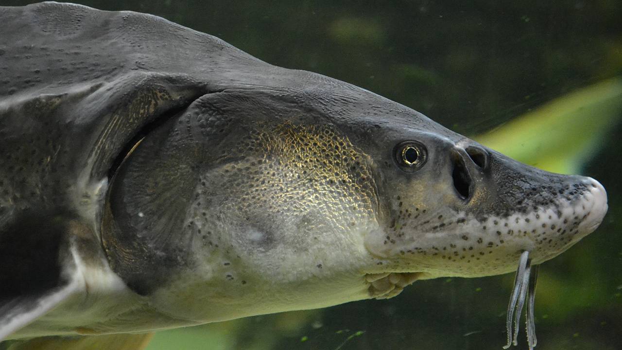 В реке поймали осетра рекордных размеров