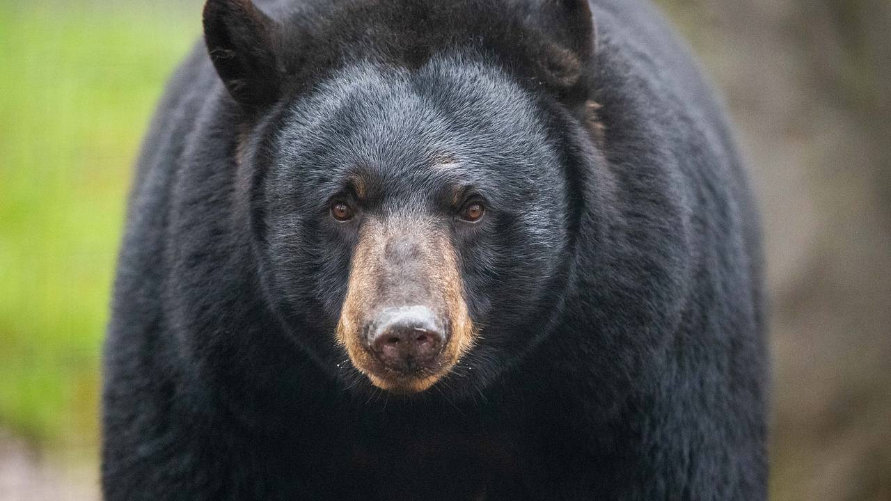 Медведь запер себя в мотеле США, испугал полицейских и попал на видео