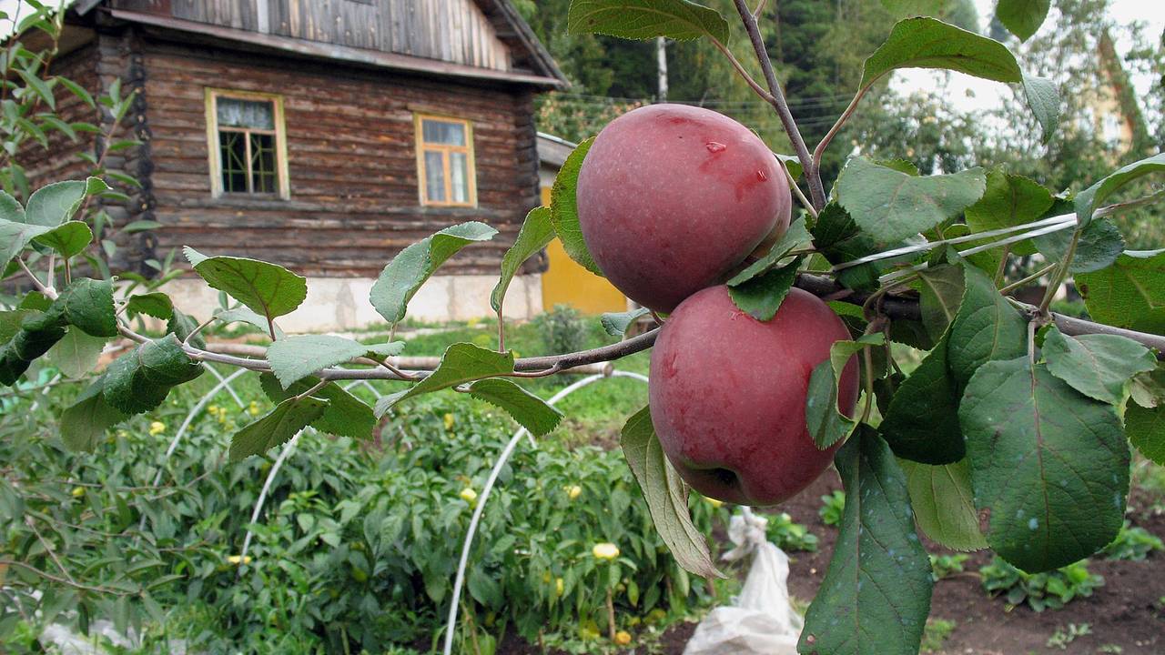 Россиян предупредили об опасности овощей и фруктов с огорода Россиян предупредили об опасности овощей и фруктов с огорода