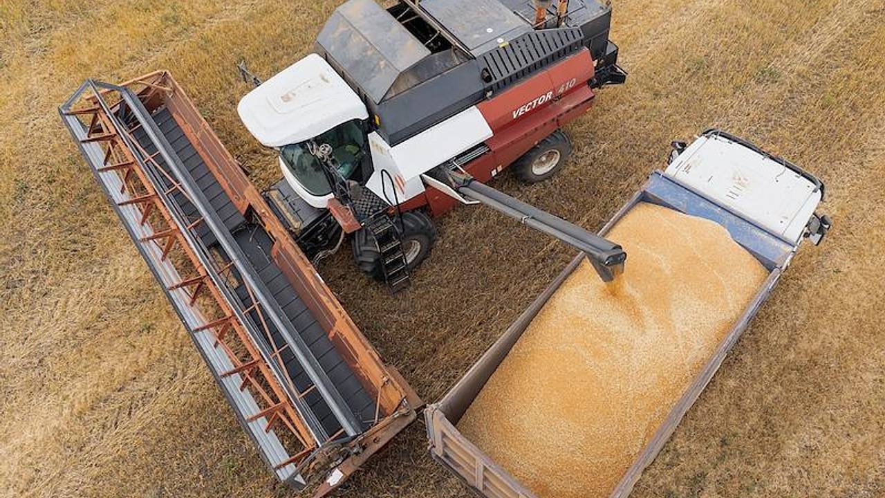 Урожай зерна в России оценили