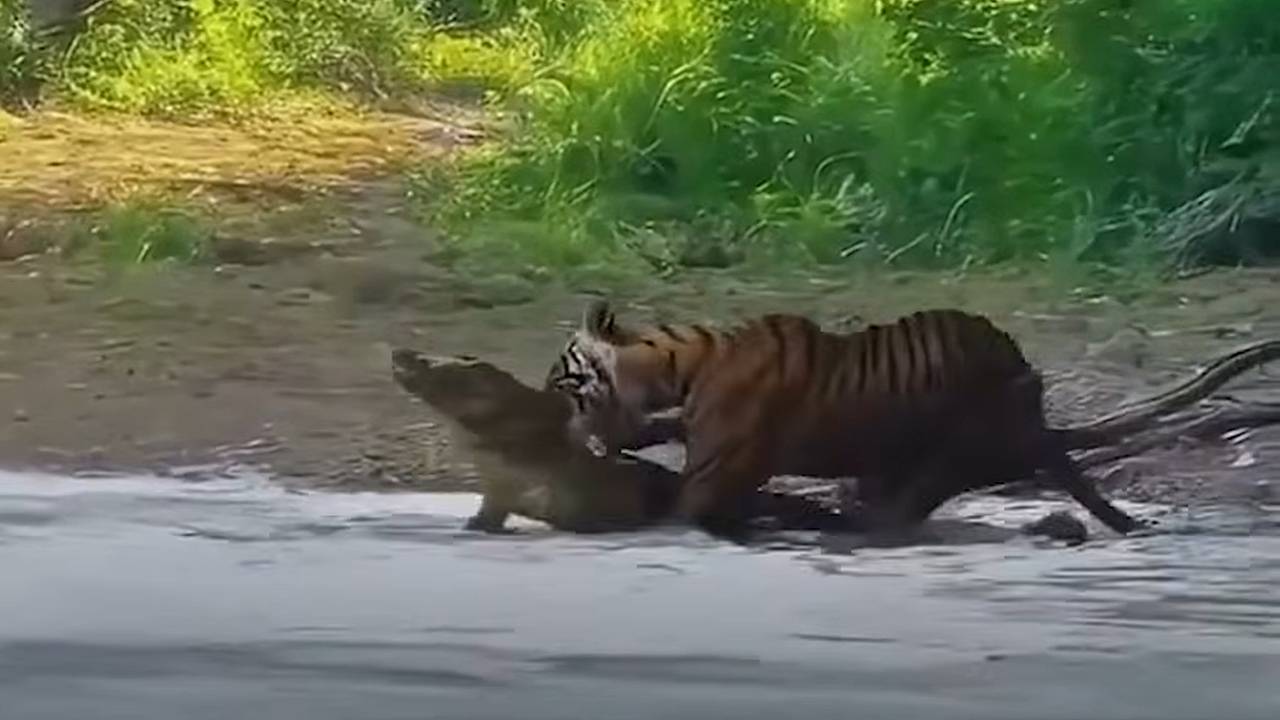 Схватка тигрицы и крокодила попала на видео