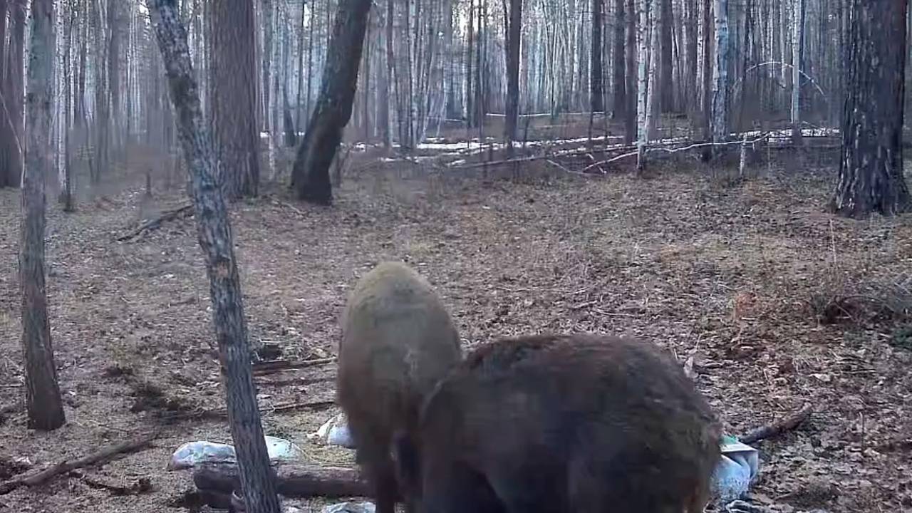 Медведь и кабан устроили «вечеринку» в лесу и попали на видео