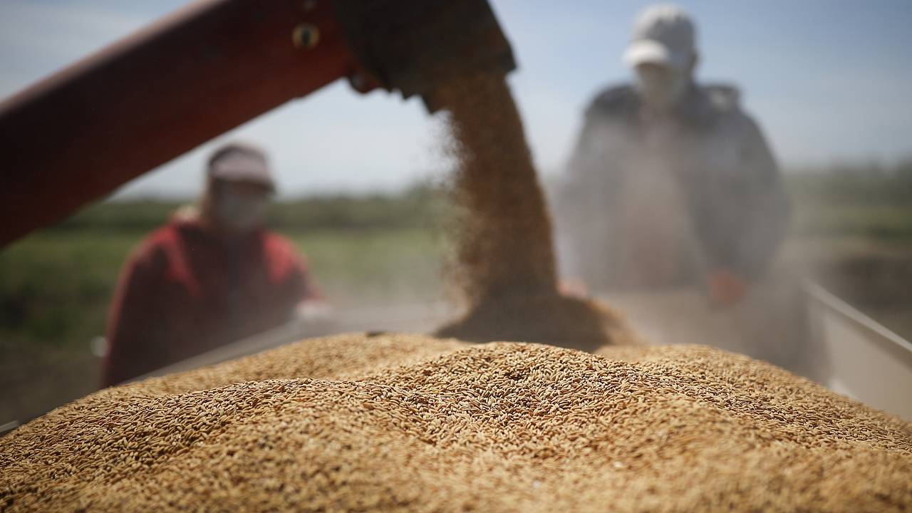 Россия рекордно нарастила поставки агропродукции в постсоветскую страну