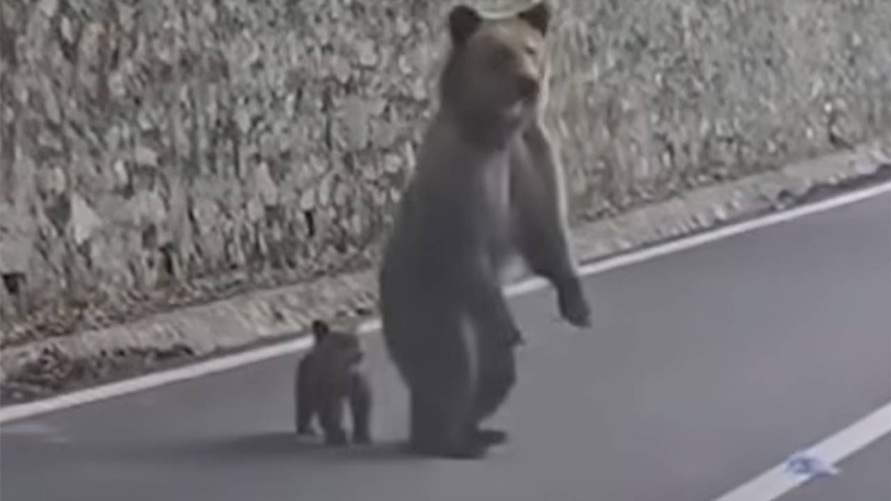 Нападение медведицы на человека попало на видео