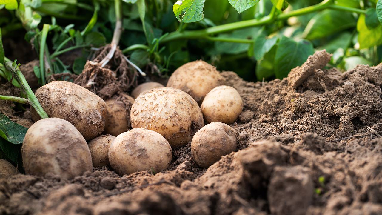 Обычный продукт с дачи оказался способен вызвать галлюцинации