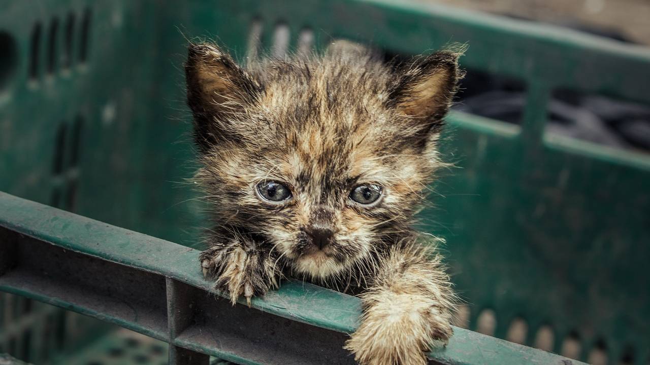 Котенок проехал 161 километр в решетке радиатора и выжил