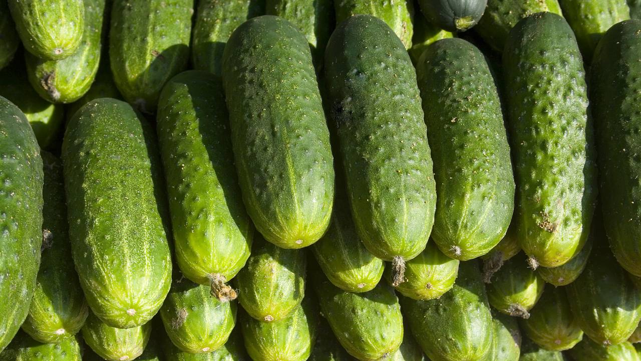Назван российский регион с самыми дешевыми огурцами