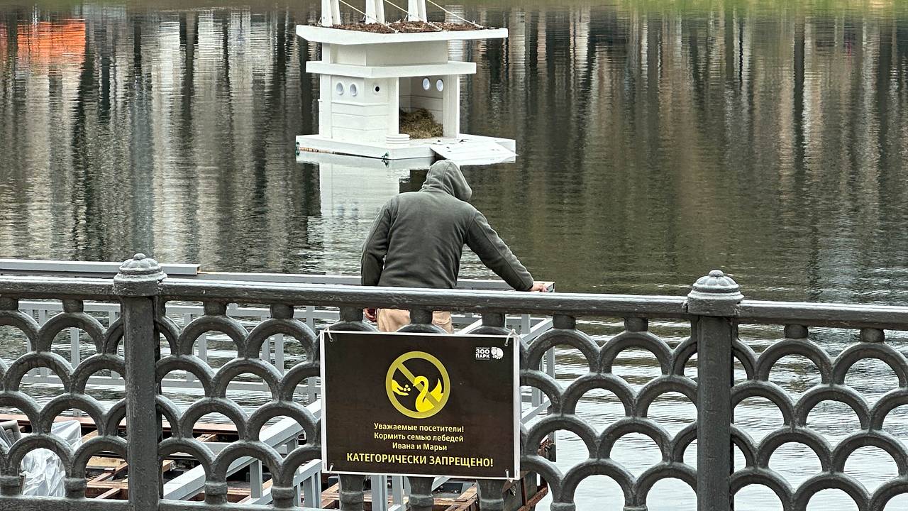 Лебедь выгнал полуголого москвича из пруда