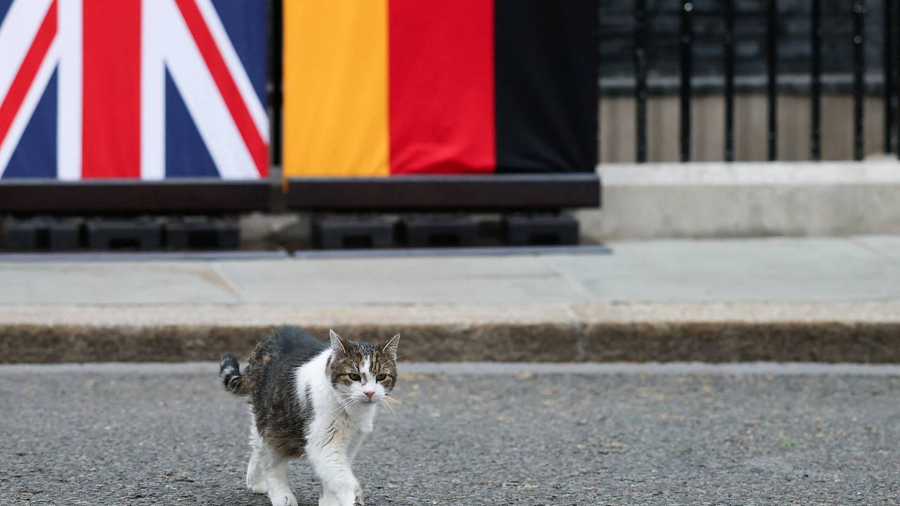 Главный кот Великобритании сбежал перед прибытием Зеленского на Даунинг-стрит