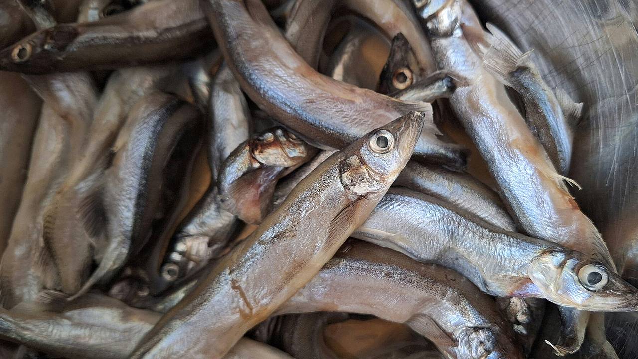 Цены на один вид рыбы в России устремились в космос
