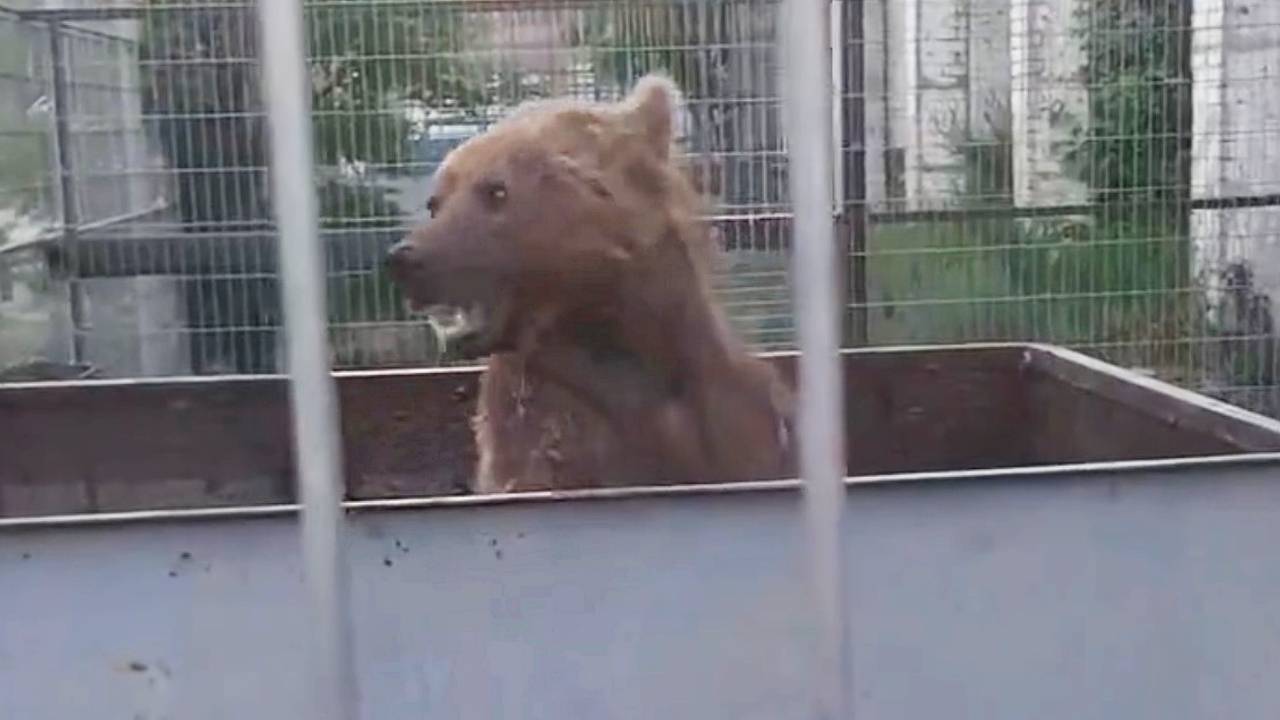 Спасенные из скандального зоопарка Дагестана медведи впервые искупались и попали на видео