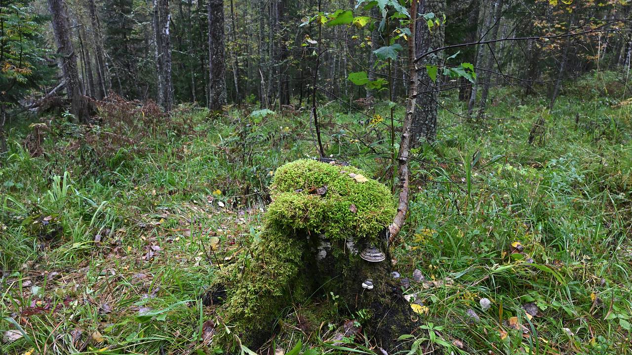 Принадлежность найденной вещи бесследно исчезнувшим в тайге Усольцевым подвергли сомнению