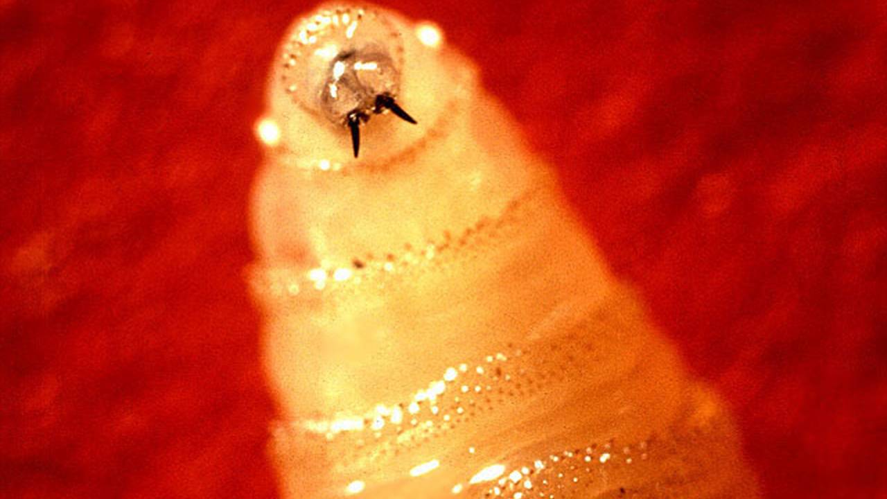 Поедающие живую плоть личинки вернулись спустя 60 лет