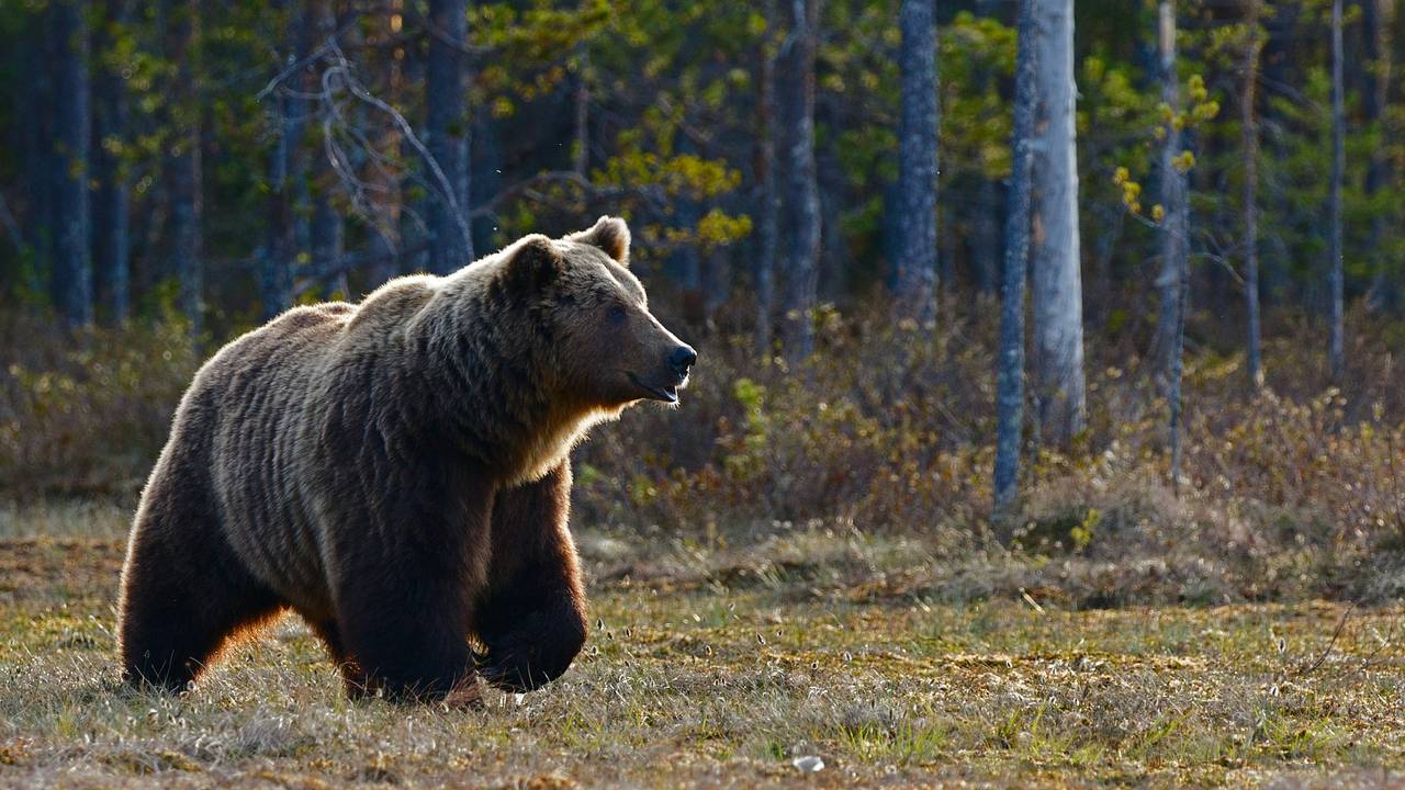 Бурых медведей захотели разрешить отстреливать в Московской области Бурых медведей захотели разрешить отстреливать в Московской области