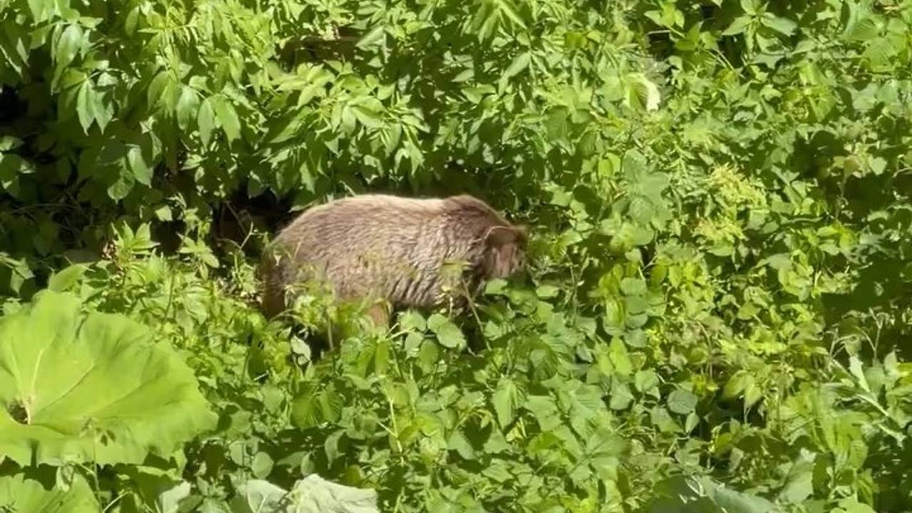 Прохор Шаляпин встретился с медведем в горах Сочи и снял его на видео