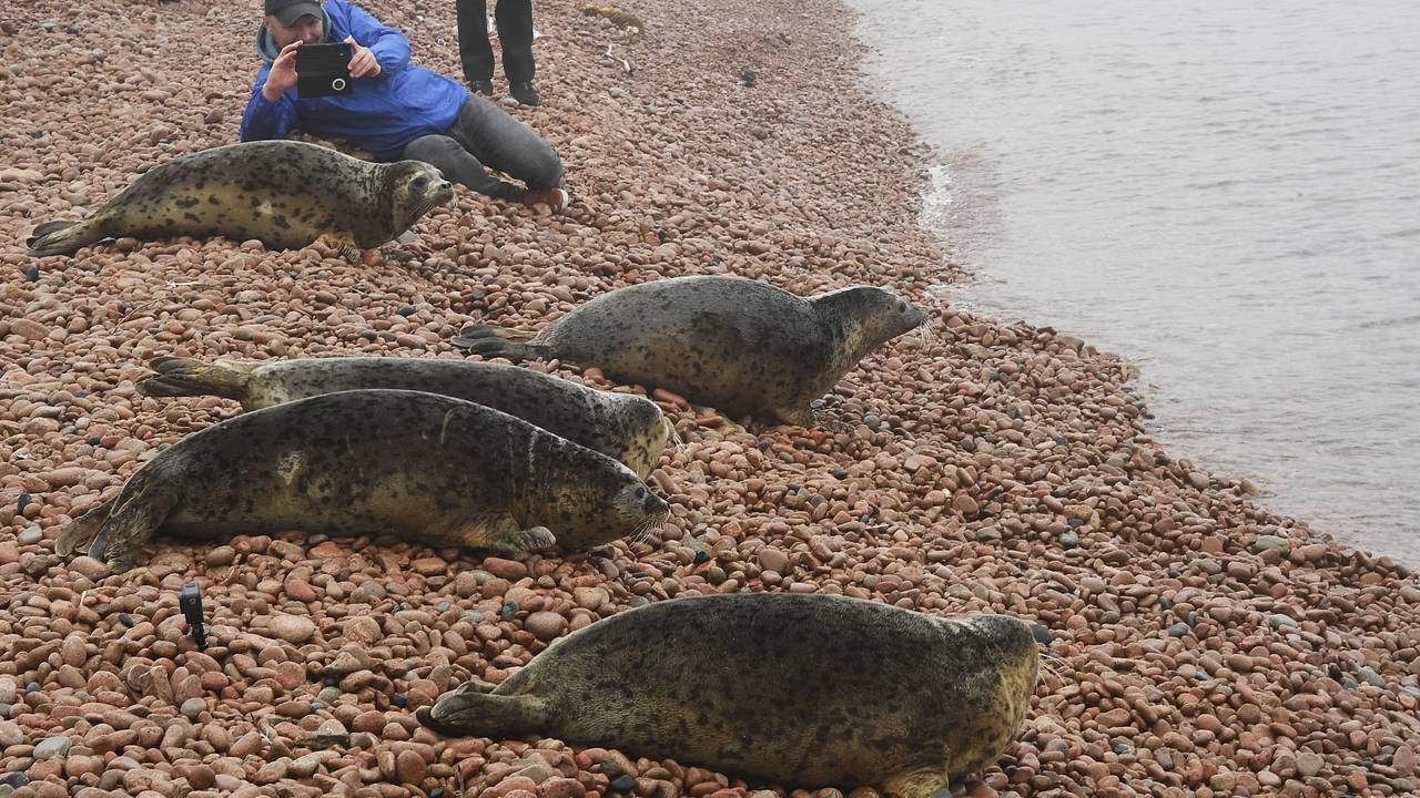 На побережье Балтийского моря спасли семь истощенных тюленят На побережье Балтийского моря спасли семь истощенных тюленят