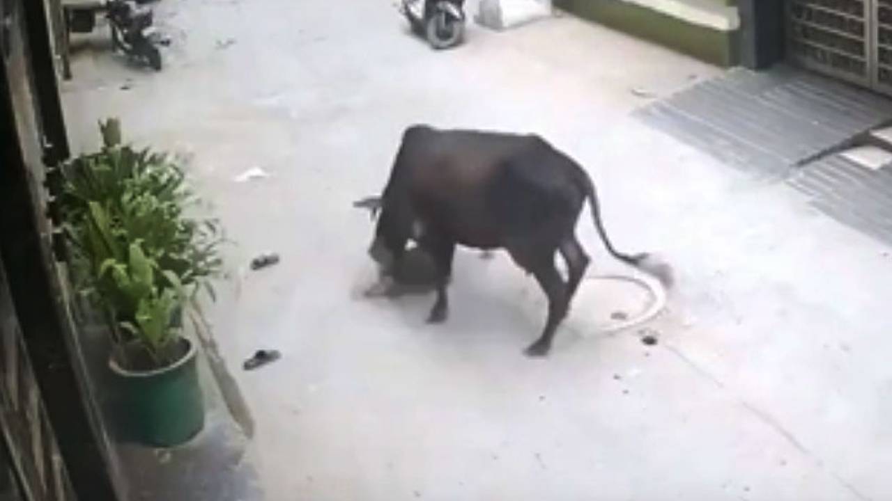 Нападение коров на ребенка попало на видео