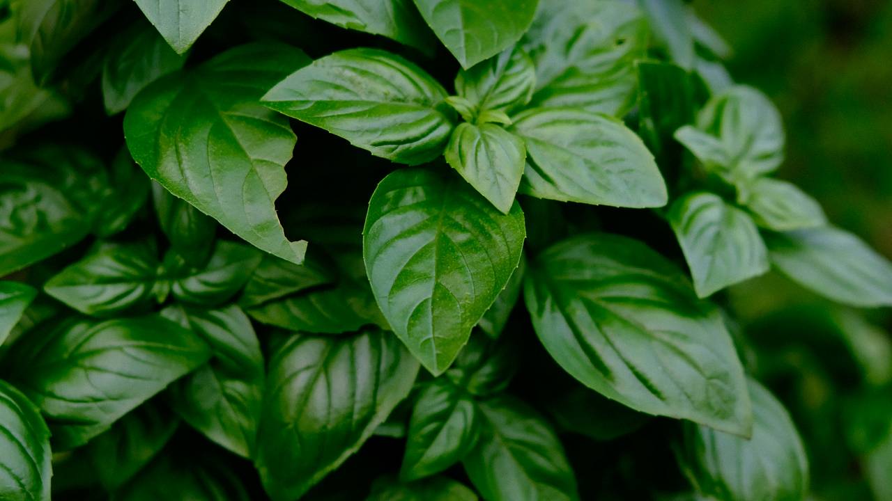 Россиянам раскрыли укрепляющий сосуды продукт