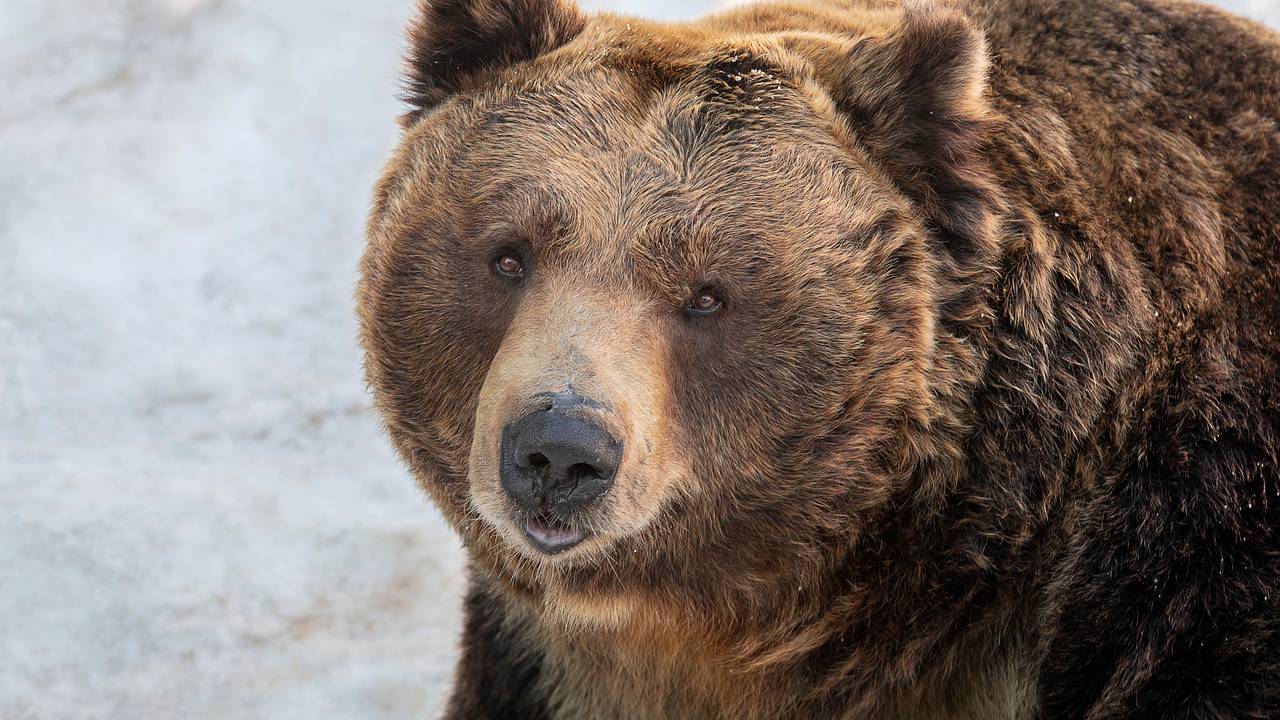 Медведь вломился в номер отеля, посмотрел на постояльцев и ушел