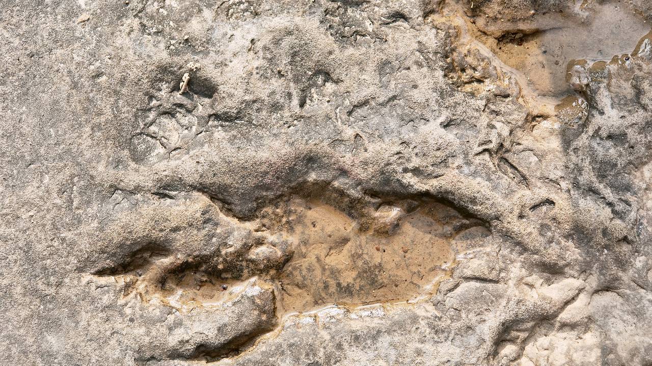 В популярном у туристов российском парке нашли следы динозавра