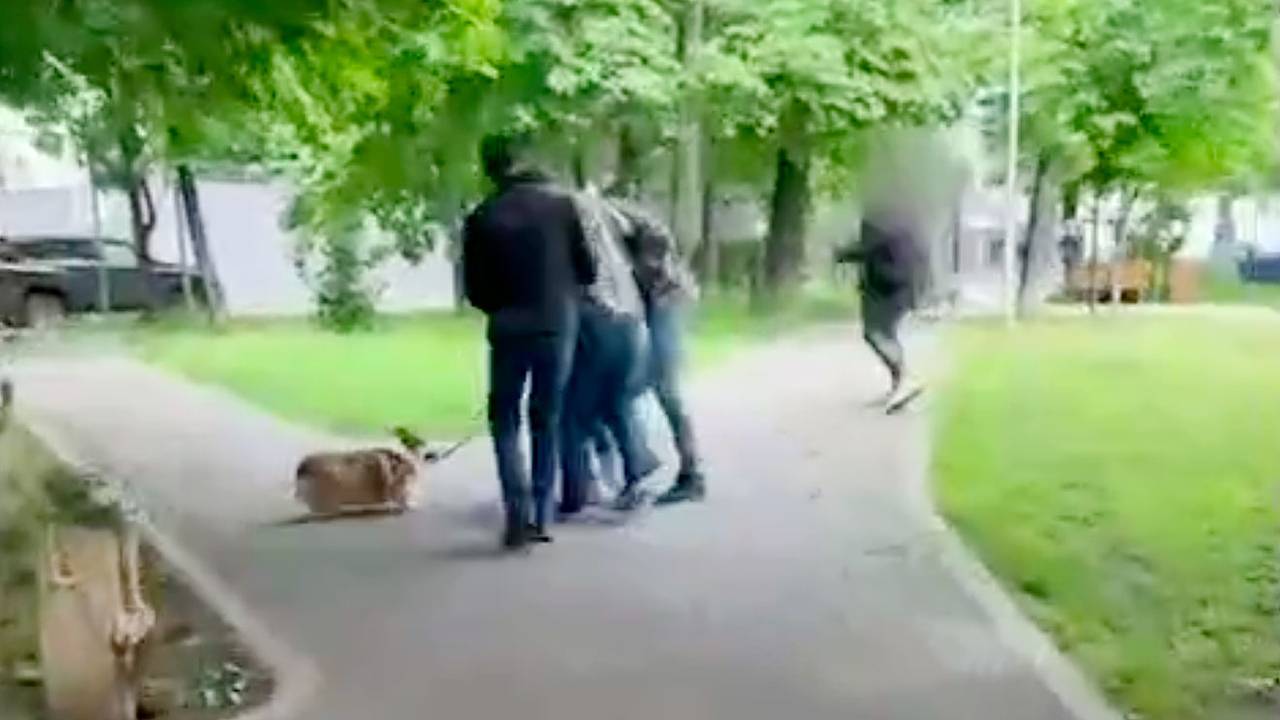 Задержание готовившей резонансный теракт москвички с корги показали на видео