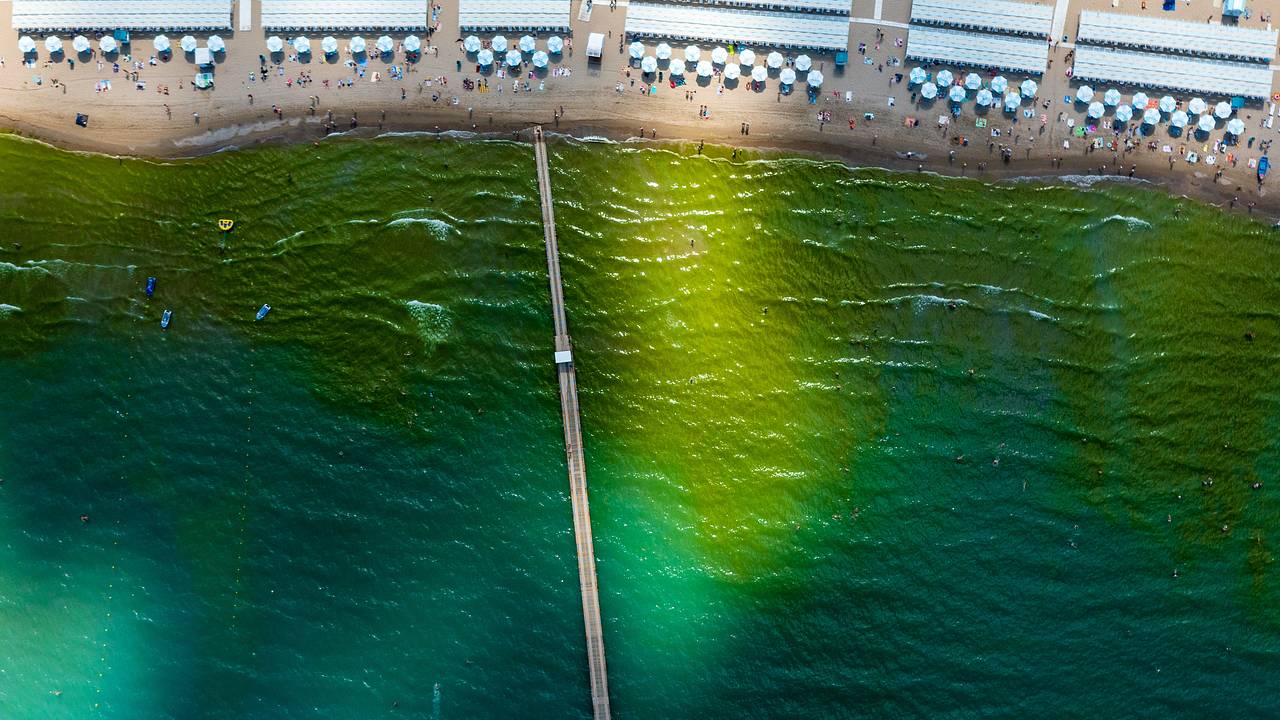 Ученые обнаружили в бухте Анапы два вида краснокнижных водорослей