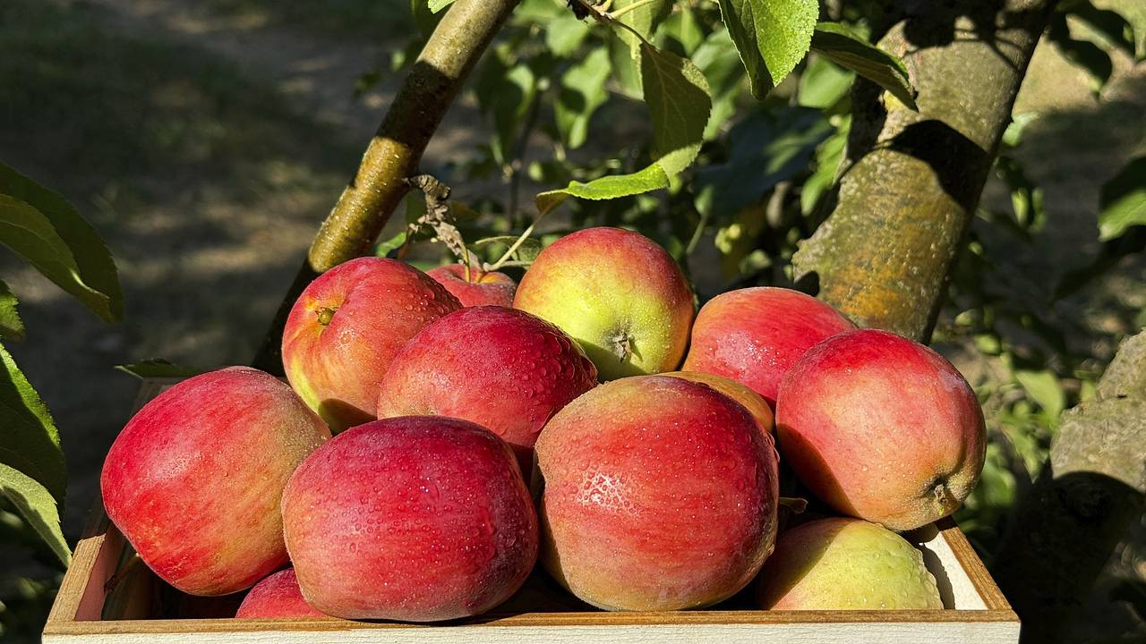 Россия оказалась основным рынком сбыта одного вида грузинской продукции