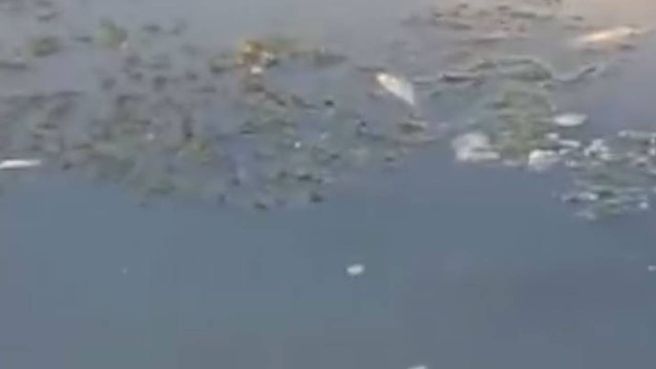 Туши рыб нашли в пруде российского города