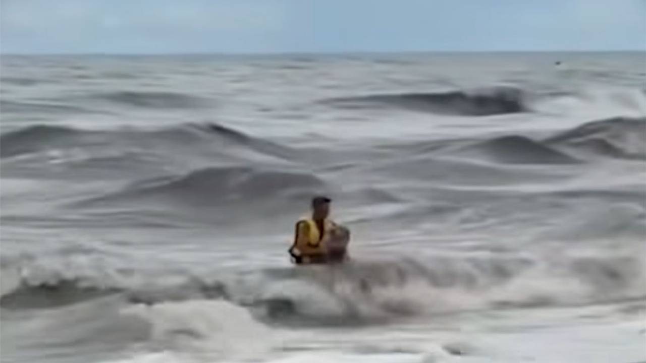 Спасатель вынес бездомного пса из бушующего моря в Сочи и стал героем соцсетей