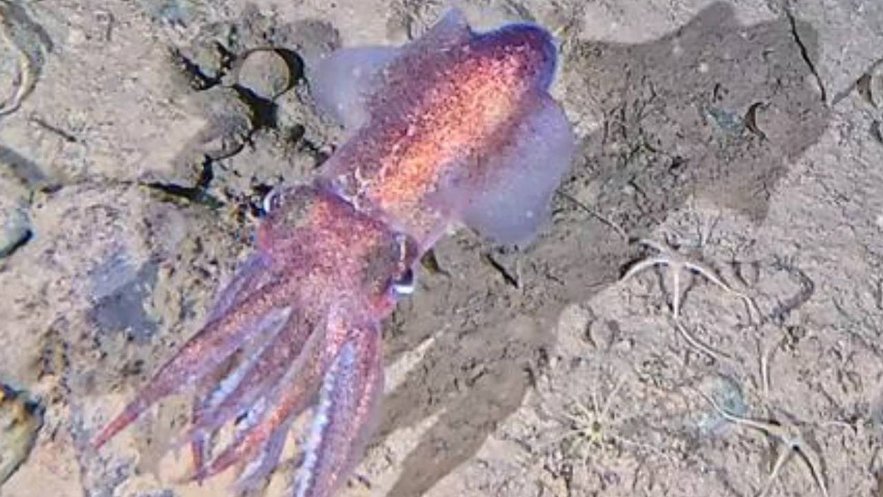 Редчайший розовый антарктический кальмар впервые попал на видео