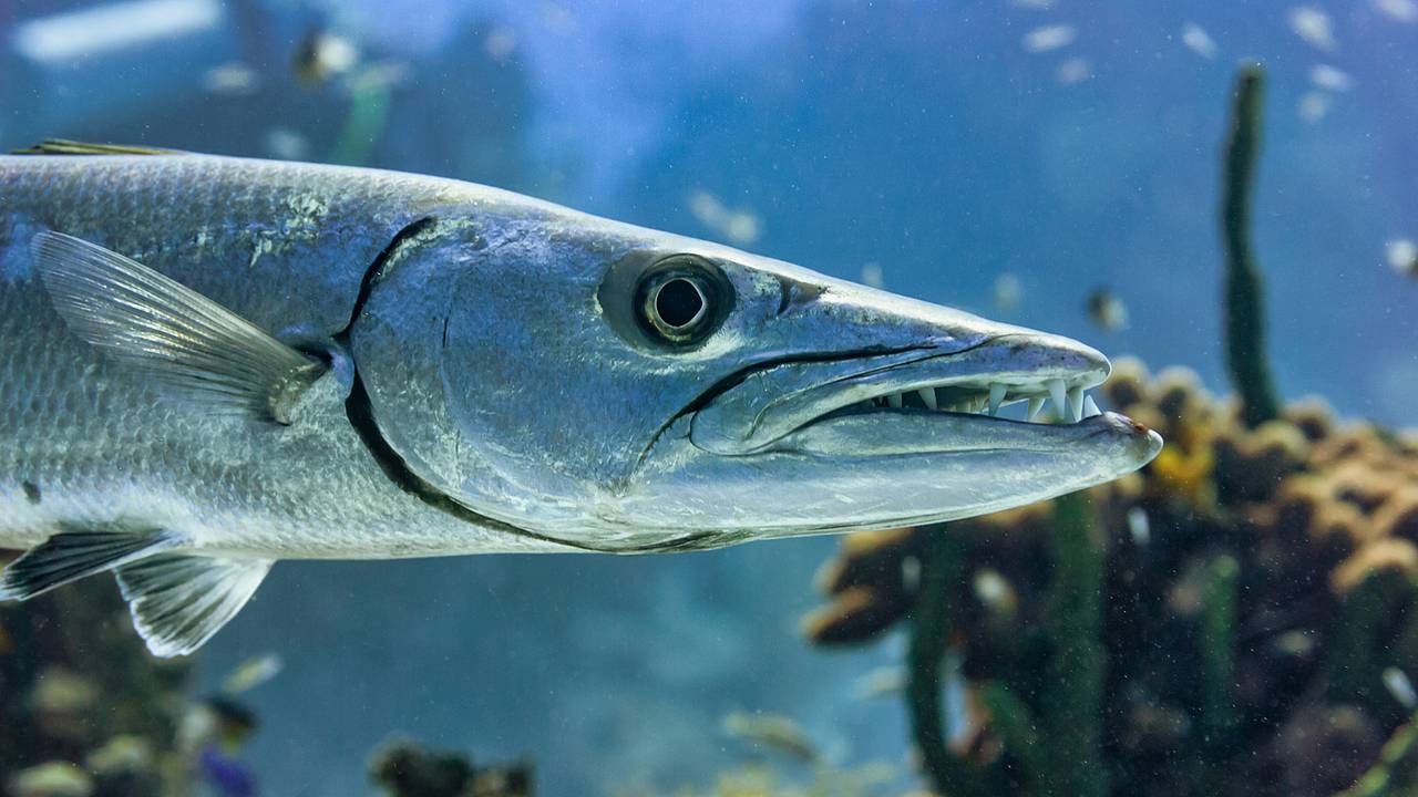 Крупная хищная рыба укусила 13-летнюю девочку Крупная хищная рыба укусила 13-летнюю девочку