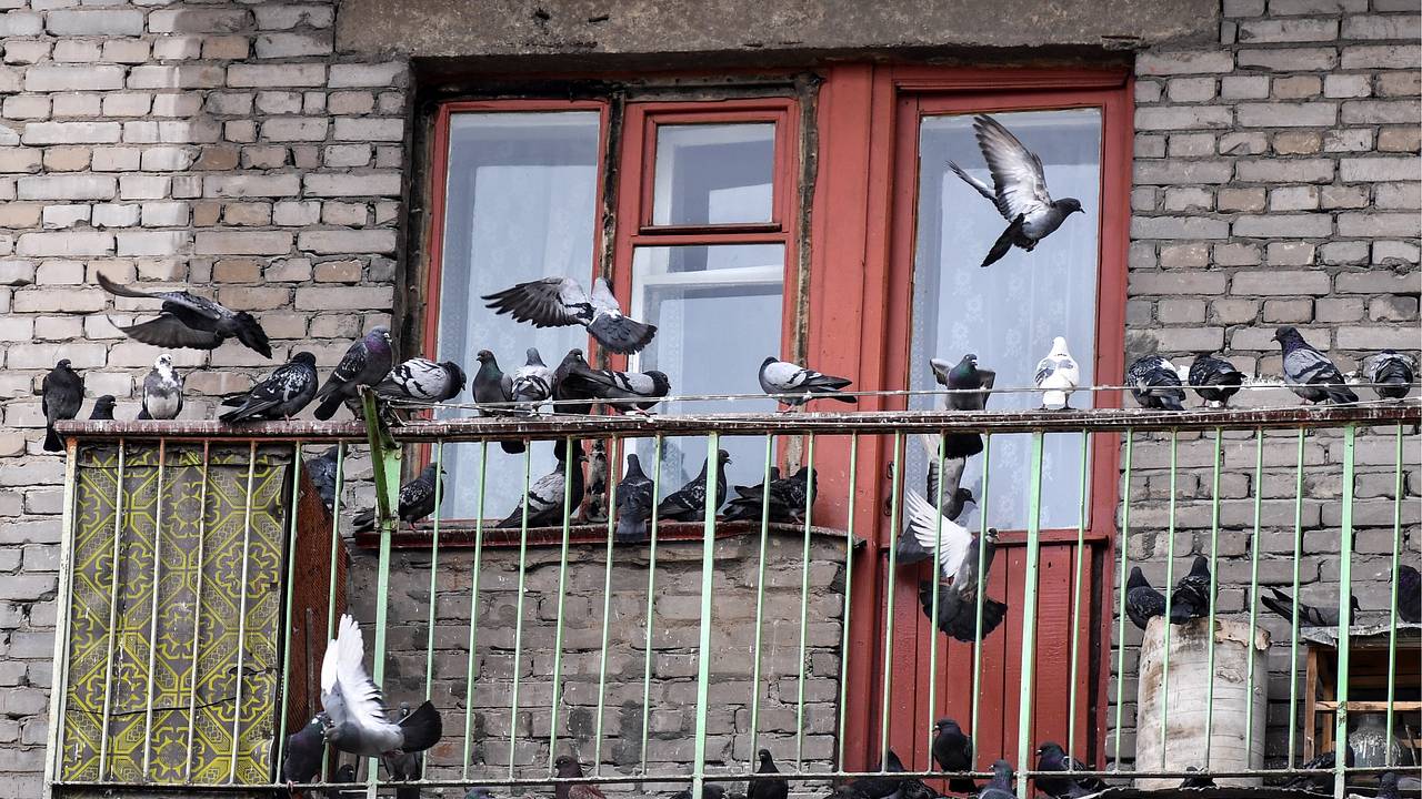Москвичи пожаловались на кормящую голубей из окон соседку