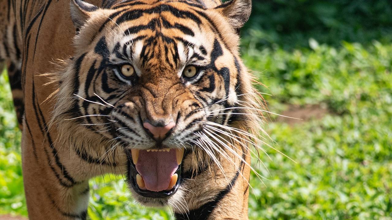 Тигр схватил пастуха за ногу и попытался утащить в лес Тигр схватил пастуха за ногу и попытался утащить в лес