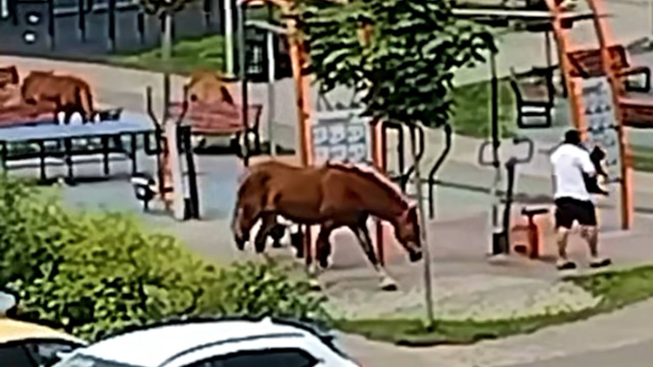 Лошади начали разгуливать под окнами дома в Новой Москве и попали на видео Лошади начали разгуливать под окнами дома в Новой Москве и попали на видео