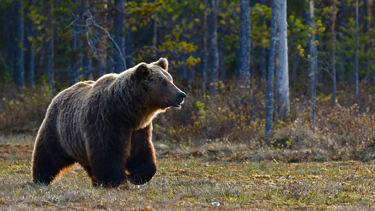 Храбрый пес вступил в опасную схватку с медведем ради спасения хозяина Храбрый пес вступил в опасную схватку с медведем ради спасения хозяина