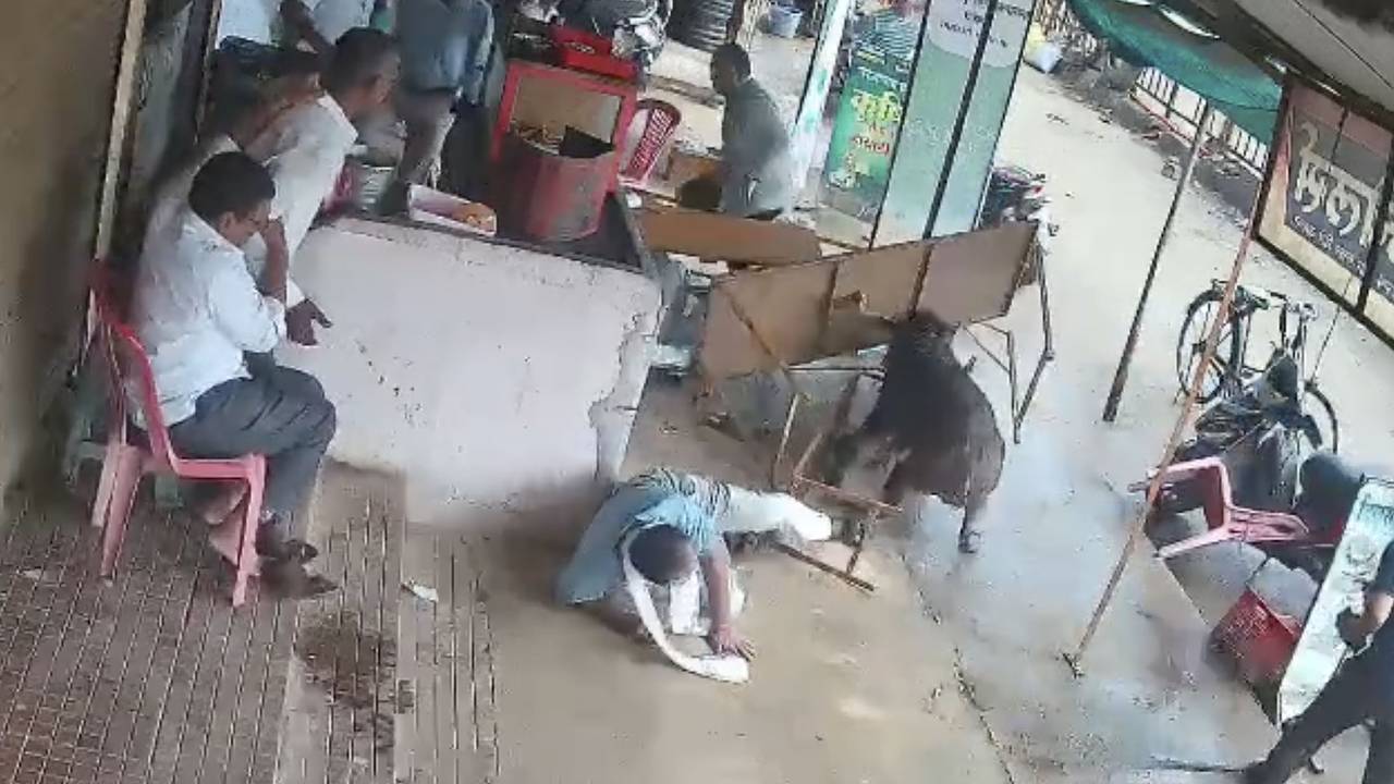 Нападение дикого кабана на посетителя чайной попало на видео