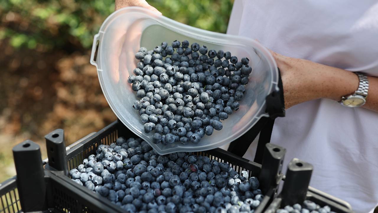 Врач рассказал о самых полезных продуктах в августе
