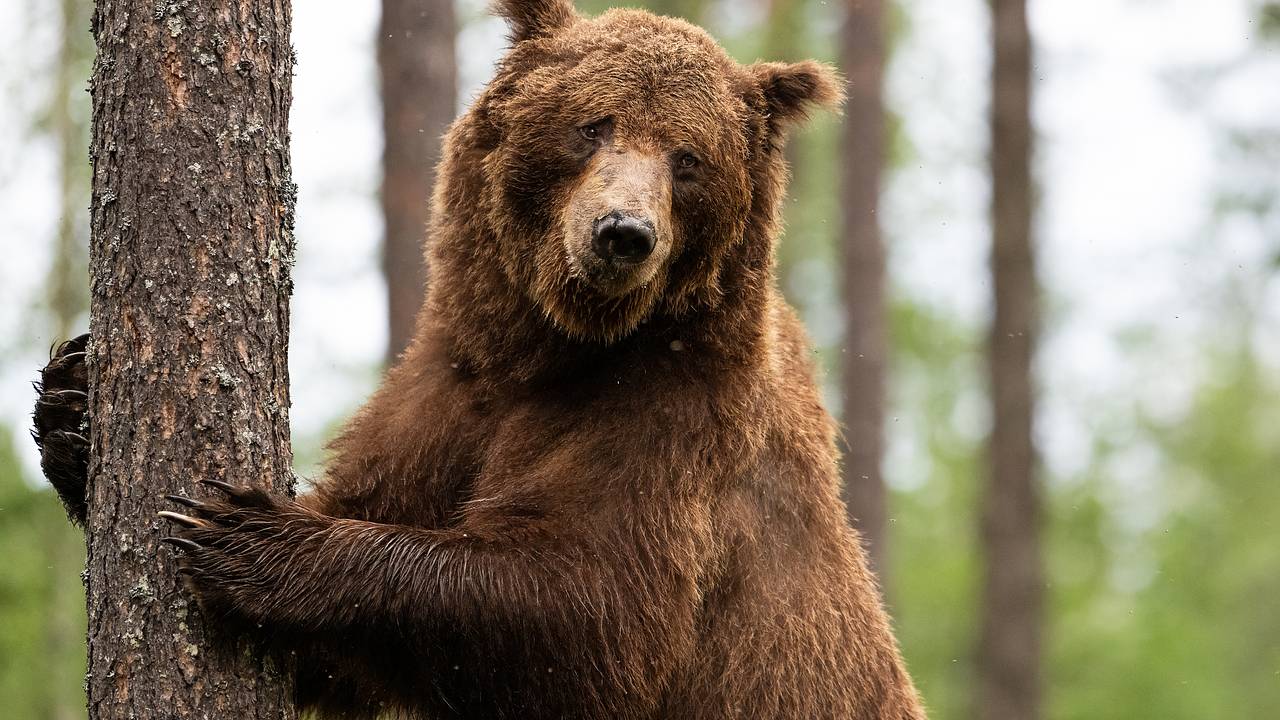 Россиянам посоветовали не убегать при встрече с медведем